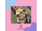 Adopt Gracie a American Staffordshire Terrier, Mixed Breed