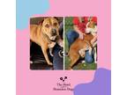 Adopt **Bonded Pair** Ginger & Peaches a American Staffordshire Terrier