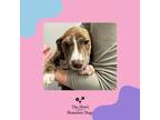 Adopt Violet a Labrador Retriever, Terrier