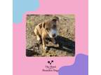Adopt Phoebe a Labrador Retriever, Terrier