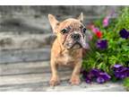 French Bulldog Puppy for sale in Springfield, MO, USA