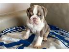 Bulldog Puppy for sale in Manhattan, KS, USA