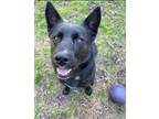 Adopt Roxie a German Shepherd Dog, Husky