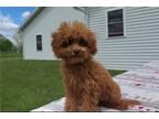 Cavapoo Puppy for sale in Fort Wayne, IN, USA