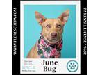 Adopt June Bug (Mom to June Bug's Bugs Life Pups) 012723 a Shepherd