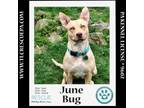 Adopt June Bug (Mom to June Bug's Bugs Life Pups) 012723 a Labrador Retriever