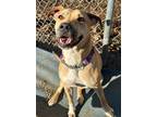 Adopt Dee Dee a Pit Bull Terrier