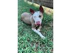 Adopt Polaris a Pit Bull Terrier