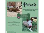 Adopt Polaris a Pit Bull Terrier