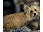 Adopt Carmella a West Highland White Terrier / Westie, Terrier
