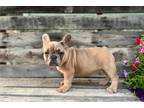 French Bulldog Puppy for sale in Springfield, MO, USA