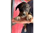 Adopt Lilly a Rottweiler, Mixed Breed