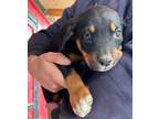 Adopt Marshmallow a Rottweiler, Mixed Breed