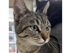 Adopt Penny a Domestic Short Hair