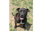 Adopt Miss Woof 262-24 a Pit Bull Terrier, Mixed Breed