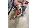 Adopt Pancake a Border Collie