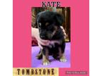 Adopt Kate a German Shepherd Dog, Rottweiler