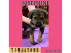 Adopt Josephine a German Shepherd Dog, Rottweiler