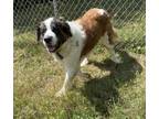 Adopt Laila a Saint Bernard