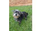 Adopt Sedona a Yorkshire Terrier