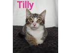Adopt Tilly a Domestic Short Hair