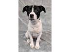 Adopt Scone a Hound, Jack Russell Terrier