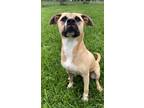 Adopt MERCEDES a Black Mouth Cur