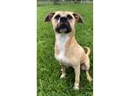 Adopt MERCEDES a Staffordshire Bull Terrier, Mixed Breed