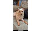 Adopt Noodles a Yorkshire Terrier