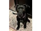 Adopt Balsam a Labrador Retriever, Hound