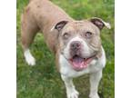 Adopt Silly a American Bully, American Staffordshire Terrier