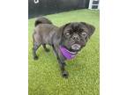 Adopt Londyn a Pug