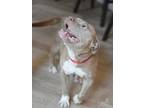 Adopt Giselle a Pit Bull Terrier
