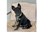 Adopt Hattie a Australian Cattle Dog / Blue Heeler, Australian Kelpie