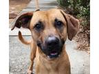 Adopt Raelynn a Labrador Retriever, Black Mouth Cur