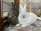 Adopt Peanut and Walnut a Florida White, Dutch