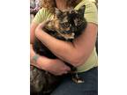 Adopt Mahogany a Domestic Short Hair