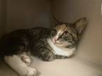 Adopt Tyra a Domestic Short Hair