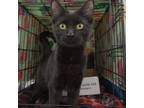 Adopt Elsie a Domestic Short Hair