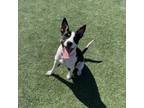 Adopt Pandora a Mixed Breed