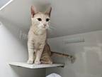 Adopt Dolly a Domestic Short Hair