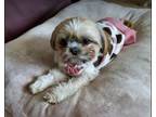 Adopt CHLOE a Shih Tzu