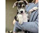 Adopt Grace a Rat Terrier, Jack Russell Terrier