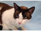 Adopt Frisk a Snowshoe, Domestic Short Hair