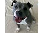 Adopt Emma a Pit Bull Terrier