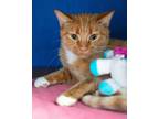 Adopt Inferna a Domestic Short Hair