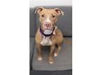 Adopt Layla a Pit Bull Terrier