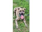 Adopt Calypso a Pit Bull Terrier, Mixed Breed
