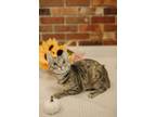 Adopt Velma a Domestic Short Hair