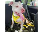 Adopt Toodie a Pit Bull Terrier